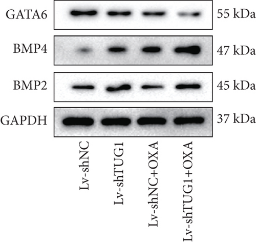 Details are in the caption following the image
