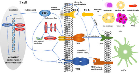 PD-1/PD-L1 inhibitors-based treatment for advanced renal cell carcinoma: Mechanisms affecting efficacy and combination therapies