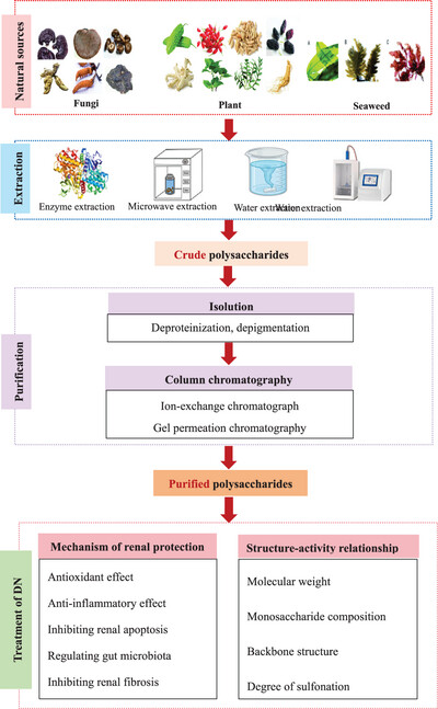 The Effect of Natural Polysaccharides in Treatment of Diabetic Nephropathy: A Review