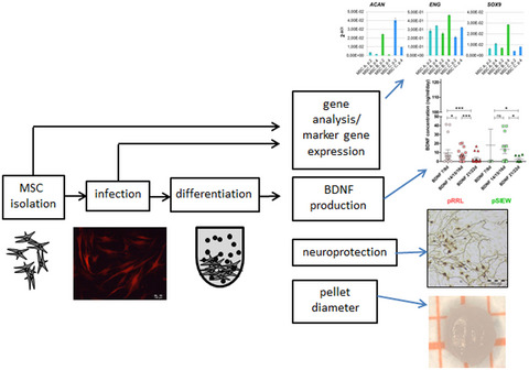 BDNF-overexpressing human mesenchymal stem cells mediate increased neuronal protection in vitro