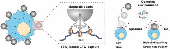 DNA Framework-Ensembled Aptamers Enhance Fluid Stability in Circulating Tumor Cells Capture for Tumor Treatment Evaluation