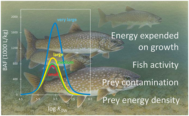 Model-based exploration of the variability in lake trout (Salvelinus namaycush) bioaccumulation factors: The influence of physiology and trophic relationships