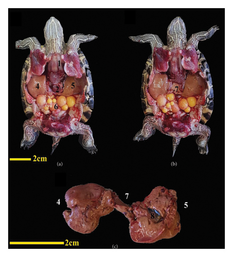Details are in the caption following the image Details are in the caption following the image