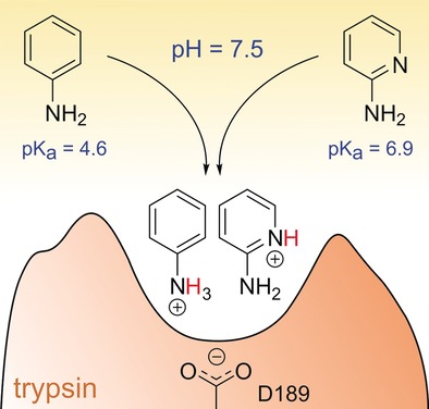 Charges Shift Protonation: Neutron Diffraction Reveals that Aniline and 2-Aminopyridine Become Protonated Upon Binding to Trypsin