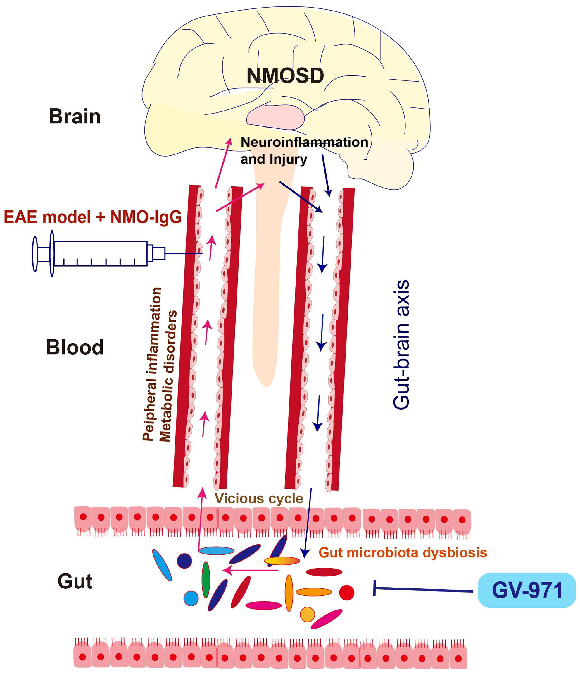 GV-971 attenuates the progression of neuromyelitis optica in murine models and reverses alterations in gut microbiota and associated peripheral abnormalities
