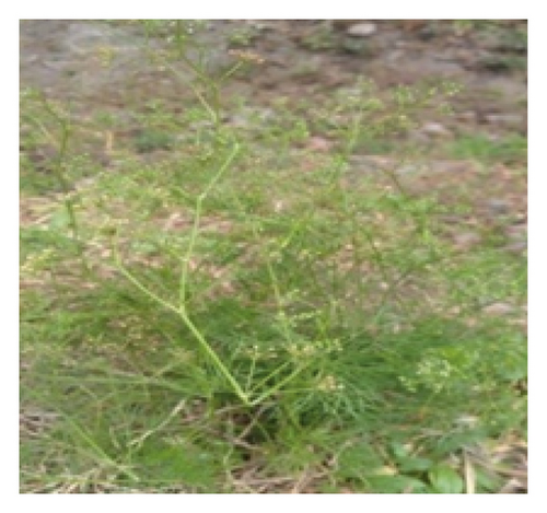 Details are in the caption following the image