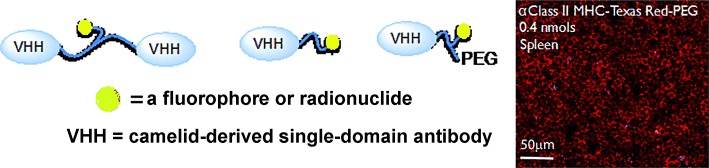 Enzyme-Mediated Modification of Single-Domain Antibodies for Imaging Modalities with Different Characteristics