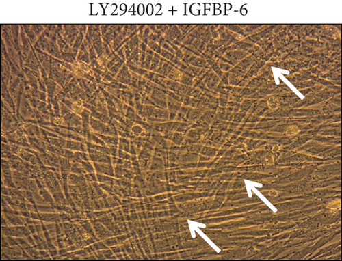 Details are in the caption following the image
