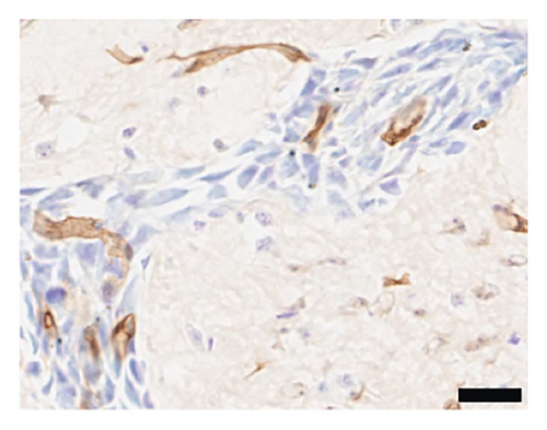 Details are in the caption following the image