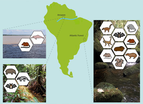 Assessing the potential of environmental DNA metabarcoding for monitoring Neotropical mammals: a case study in the Amazon and Atlantic Forest, Brazil
