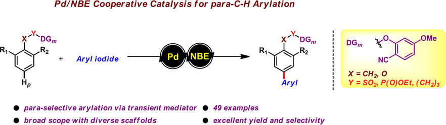 para-Selective Arylation of Arenes: A Direct Route to Biaryls by Norbornene Relay Palladation