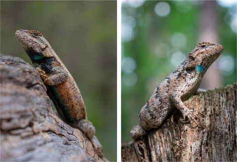 Honest signals and sexual conflict: Female lizards carry undesirable indicators of quality