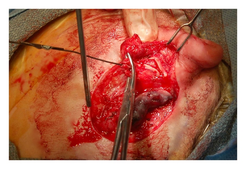 Details are in the caption following the image Details are in the caption following the image