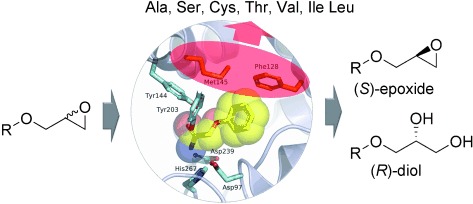 A Smart Library of Epoxide Hydrolase Variants and the Top Hits for Synthesis of (S)-β-Blocker Precursors