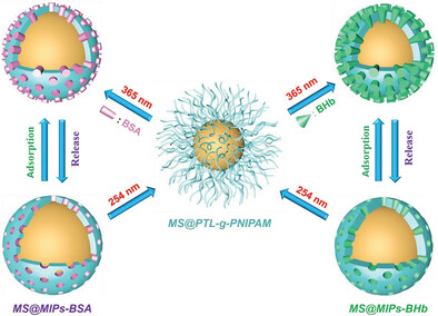 Sequentially Controlled Recognition of Different Proteins Using Programmable Protein Imprinted Nanospheres