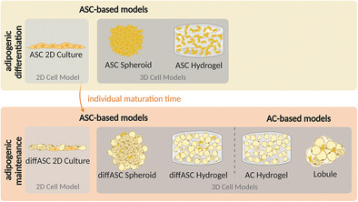 Exploring Morphological and Molecular Properties of Different Adipose Cell Models: Monolayer, Spheroids, Gellan Gum-Based Hydrogels, and Explants