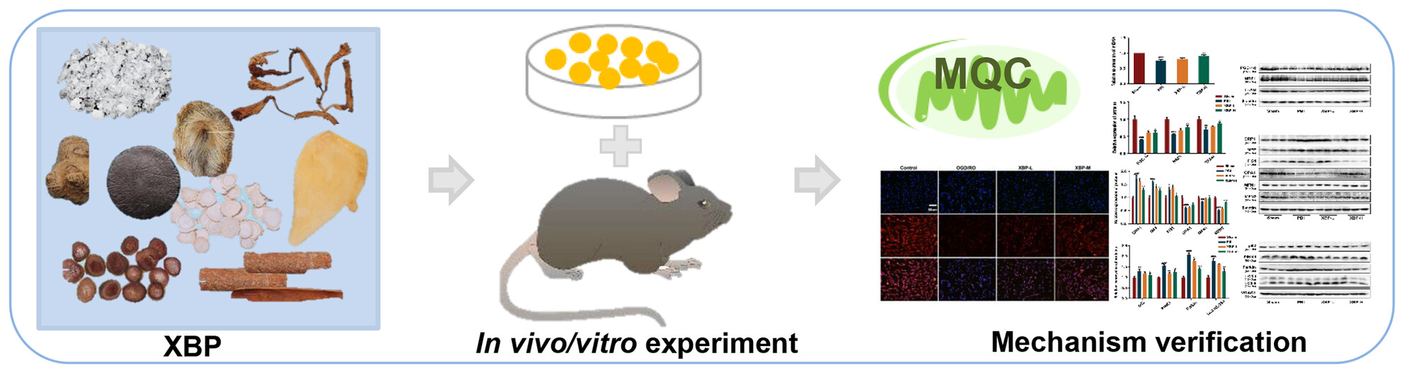 Exploring the Therapeutic Mechanism of Xinbao Pill in Brain Injury After Cardiopulmonary Resuscitation Based on Network Pharmacology, Metabolomics, and Experimental Verification