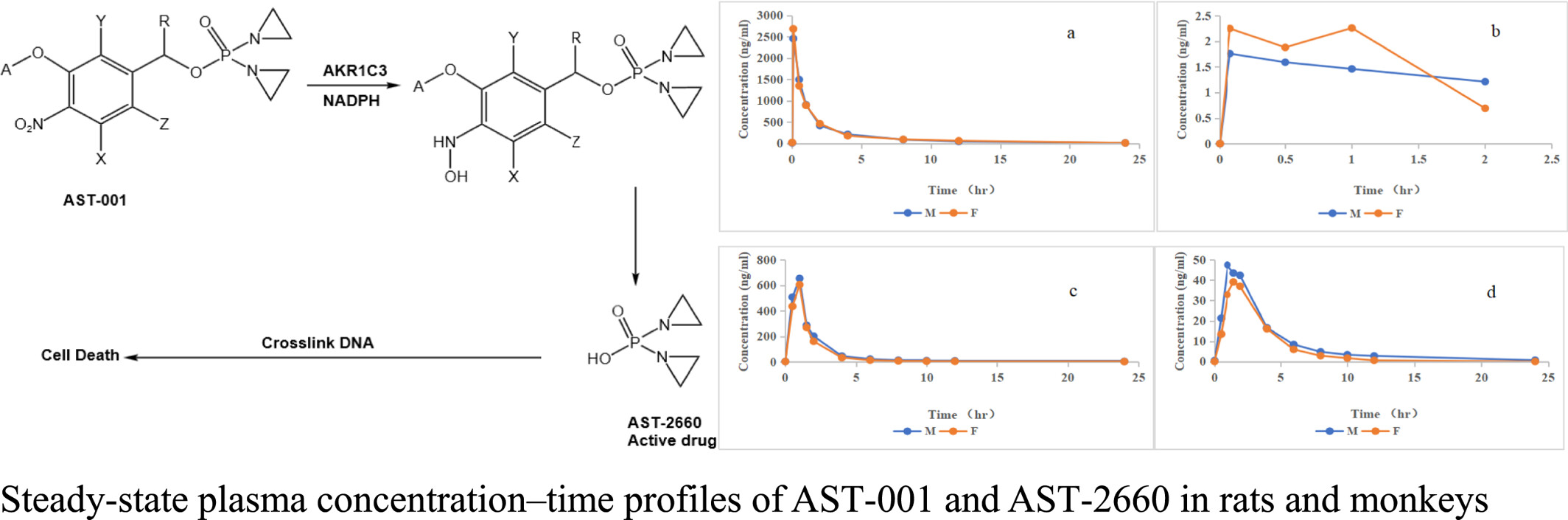 Characterization of AST-001 non-clinical pharmacokinetics: A novel selective AKR1C3-activated prodrug in mice, rats, and cynomolgus monkeys