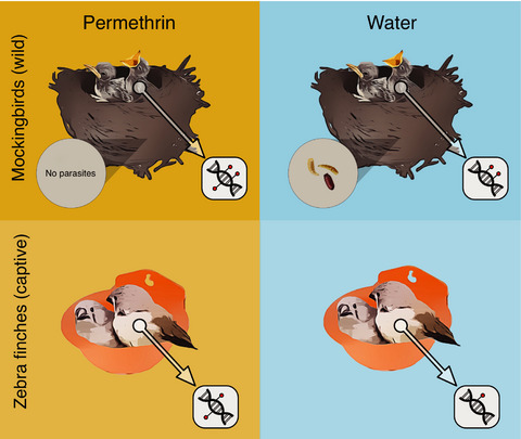 Epigenetic effects of parasites and pesticides on captive and wild nestling birds