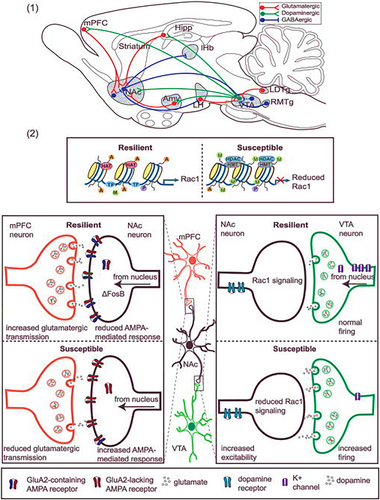 Details are in the caption following the image Details are in the caption following the image