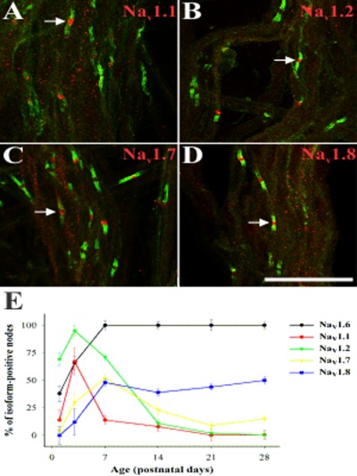 The sodium channel isoform transition at developing nodes of ranvier in the peripheral nervous system: Dependence on a Genetic program and myelination-induced cluster formation