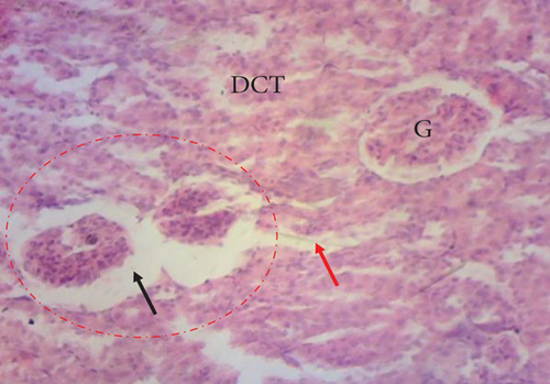 Details are in the caption following the image Details are in the caption following the image