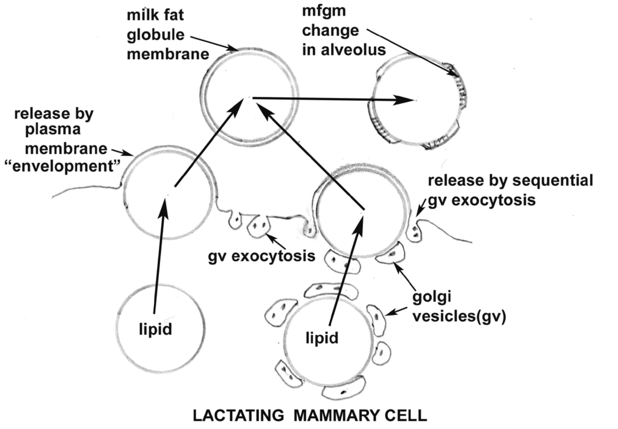 Milk lipid and milk fat globule membrane production