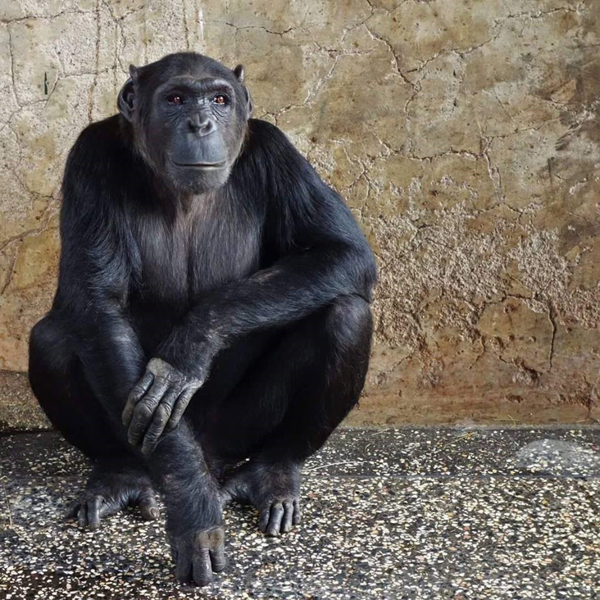 The Biases in Captive Chimpanzee Cognitive Research: First Insights From the Ape Research Index (ARI) Database Issue ,