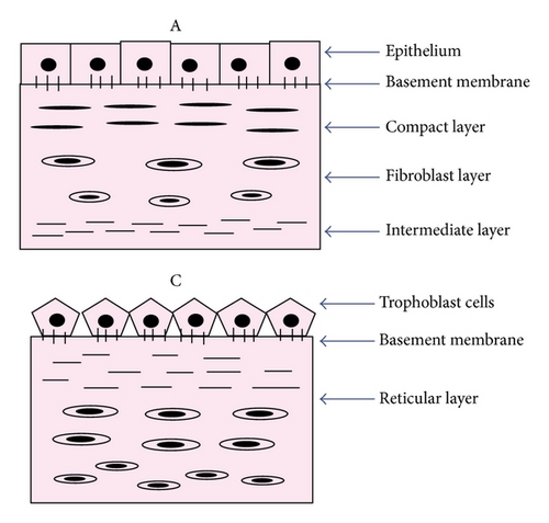 Details are in the caption following the image Details are in the caption following the image