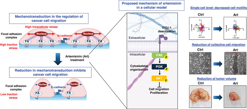 Targeting the integrin beta 1-focal adhesion kinase axis with artemisinin: Biophysical disruption of cell adhesion, migration, and invasion in tongue cancer