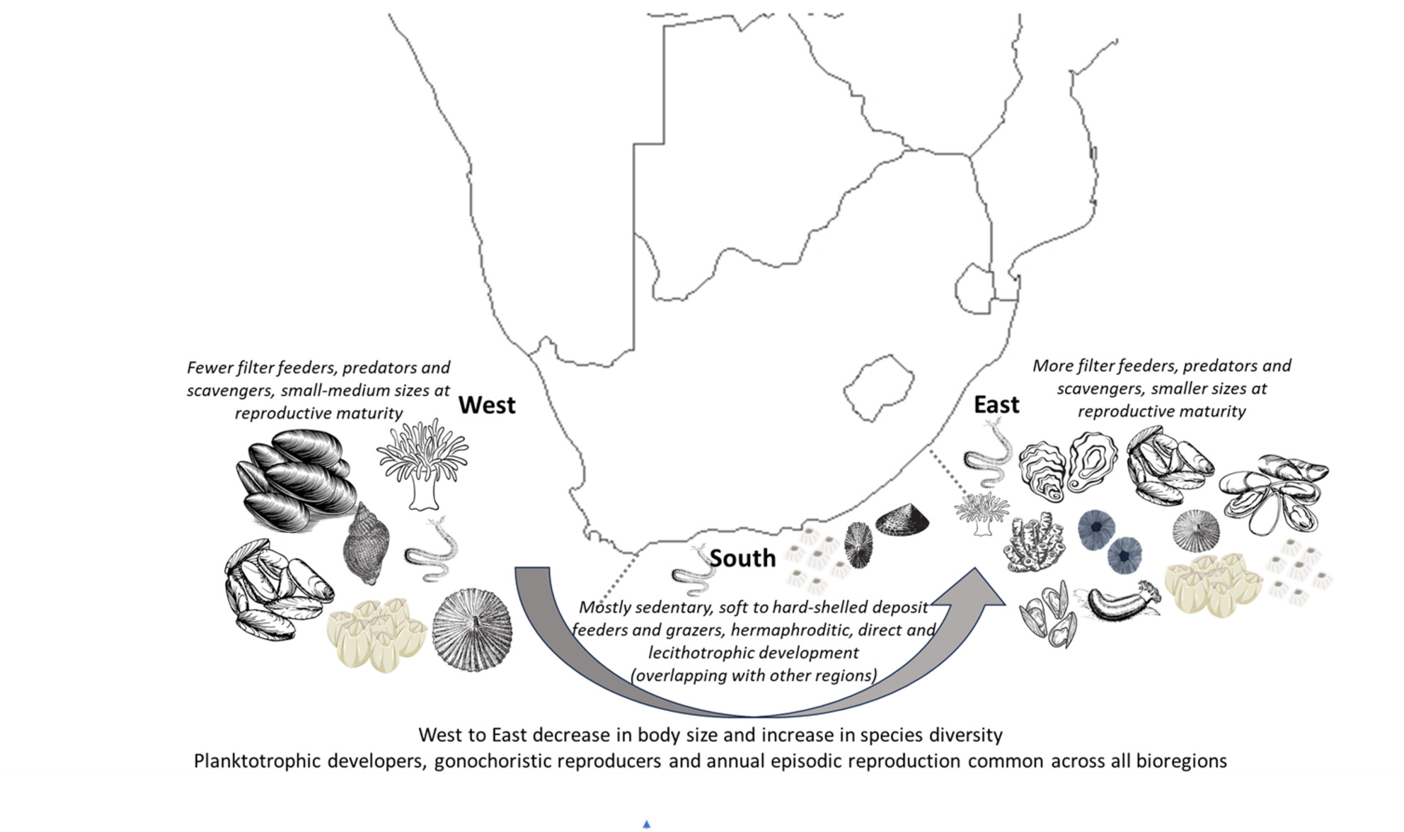 Life History Strategies Drive Meso-Scale Distribution Patterns in Coastal Benthic Macroinvertebrates