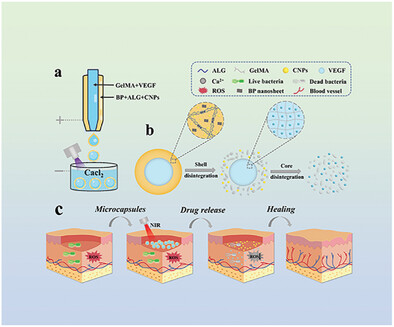 Multi-Functional Responsive Microcapsules with Sequential Release Capacity for Wound Healing