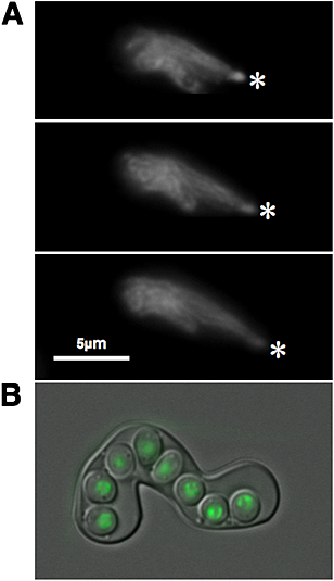 Schizosaccharomyces japonicus: the fission yeast is a fusion of yeast and hyphae