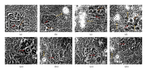 Details are in the caption following the image Details are in the caption following the image