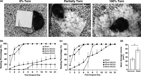 Nest-building activity as a reproducible and long-term stroke deficit test in a mouse model of stroke