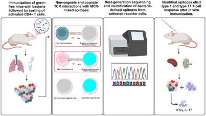 Investigating Polyreactivity of CD4+ T Cells to the Intestinal Microbiota