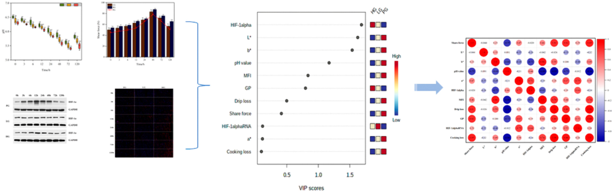 Effects of altitude on meat quality difference and its relationship with HIF-1α during postmortem maturation of beef