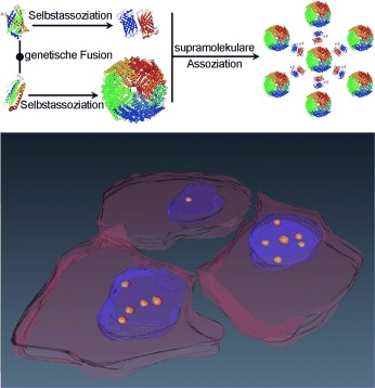 Supramolecular Protein Assemblies in the Nucleus of Human Cells