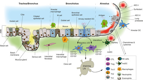 What lies beneath the airway mucosal barrier? Throwing the spotlight on antigen-presenting cell function in the lower respiratory tract
