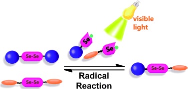 Dynamic Diselenide Bonds: Exchange Reaction Induced by Visible Light without Catalysis