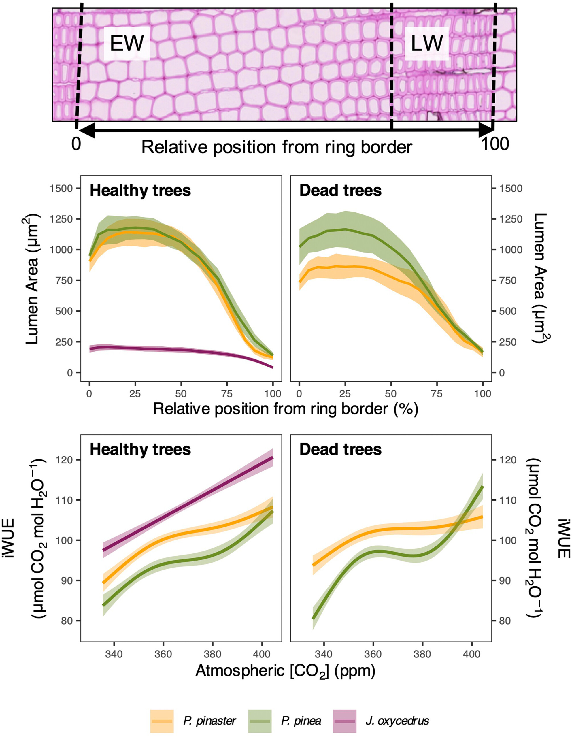 Loss of Stomatal Regulation Sensitivity to CO2 and Reduced Xylem Hydraulic Conductivity Contribute to Long-Term Tree Decline and Mortality