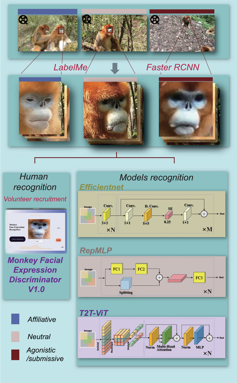 Deep learning detects subtle facial expressions in a multilevel society primate