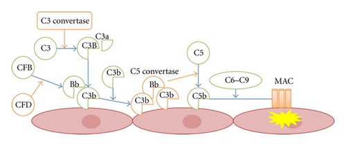 Details are in the caption following the image Details are in the caption following the image