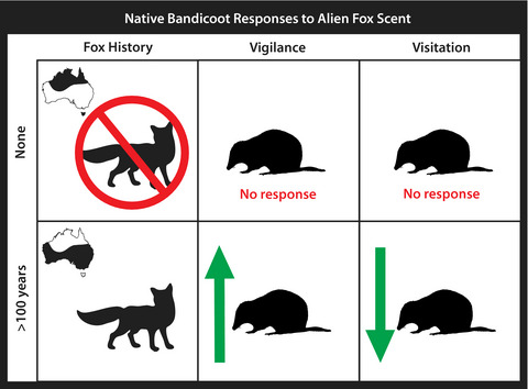 Overcoming prey naiveté: Free-living marsupials develop recognition and effective behavioral responses to alien predators in Australia