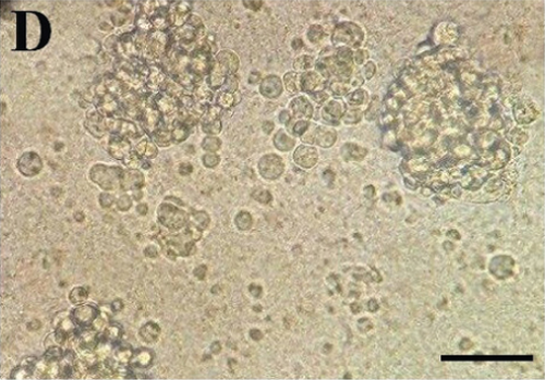 Details are in the caption following the image