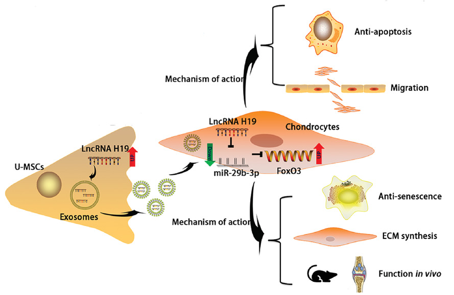 The umbilical cord mesenchymal stem cell-derived exosomal lncRNA H19 improves osteochondral activity through miR-29b-3p/FoxO3 axis