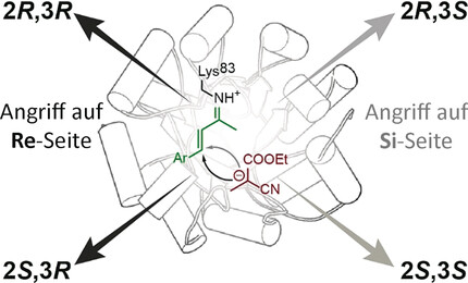 Stereodivergent Evolution of Artificial Enzymes for the Michael Reaction