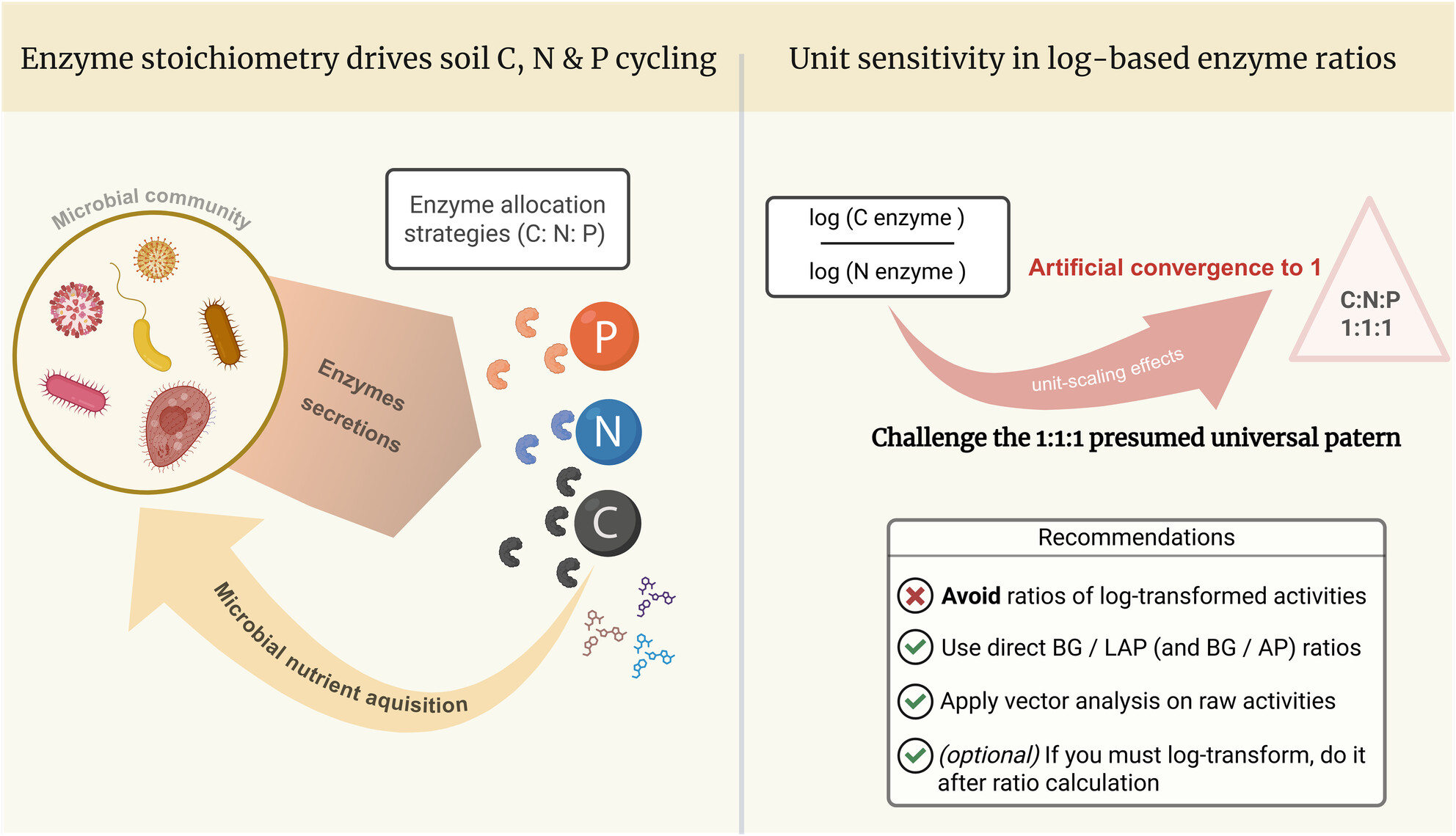 Does the C:N:P 1:1:1 Ratio Hold? Examining Log-Transformation Bias in Enzyme Stoichiometry