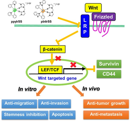 Sulfur-Coordinated Organoiridium(III) Complexes Exert Breast Anticancer Activity via Inhibition of Wnt/β-Catenin Signaling