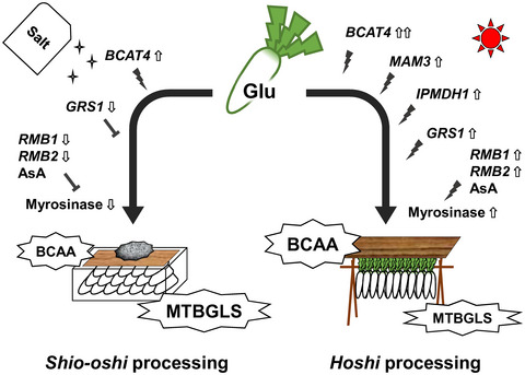 Branched-chain amino acid synthesis and glucosinolate–myrosinase system during takuan-zuke processing of radish root